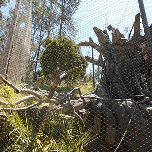Harpy eagle aviary
