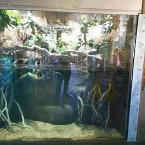 Emerald tree boa exhibit