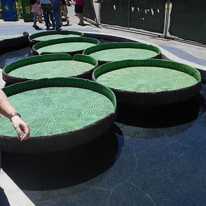 Simulated giant lily pads