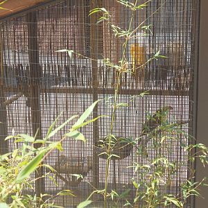 Keel-billed toucan holding