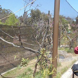 Keel-billed toucan aviary