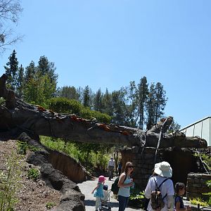 Rainforest Of The Americas