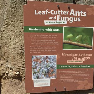 Leaf-Cutter Ants