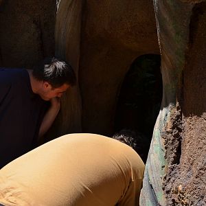 Leaf-Cutter Ants Exhibit