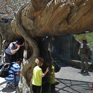 Window Glare Of Exhibits
