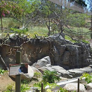 Blue-billed Curassow Aviary