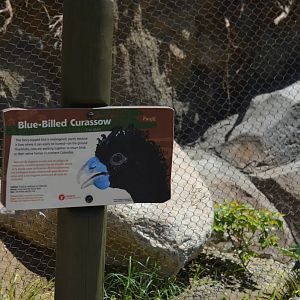 Blue-billed Curassow Signage