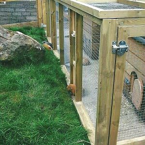 For Pertinax with love - Cavy Country 2013