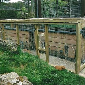 For Pertinax with love - Cavy Country 2013