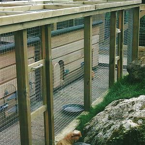 For Pertinax with love - Cavy Country 2013