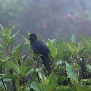 Yellow-thighed Finch, Po?s Volcano, 12/04/14