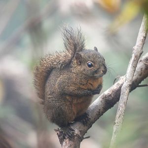 Montane or Po?s Squirrel, Po?s Volcano, 12/04/14