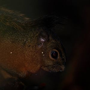 Montane or Po?s Squirrel, Po?s Volcano, 12/04/14