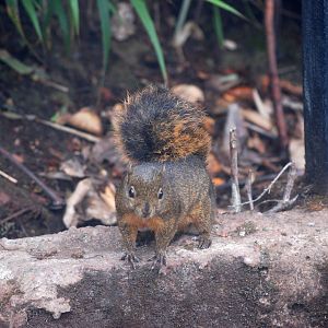 Red-tailed Squirrel, Po?s Volcano, 12/04/14
