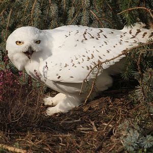 Snowy Owl