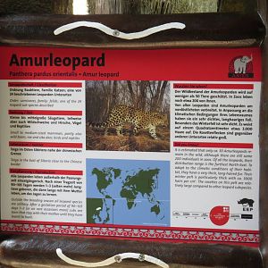 Amur leopard sign, April 2014.