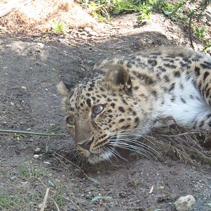 Amur leopard, April 2014.