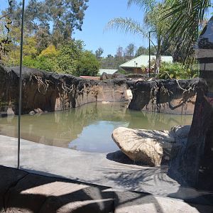 Tapir And Tamarin Habitat Lower Viewing Area