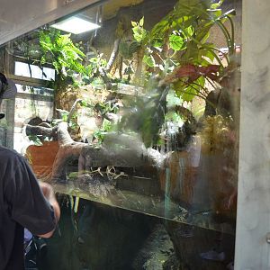 Mixed Emerald Tree Boa and Mata Mata Exhibit