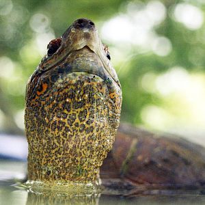 Cistoclemmys flavomarginata