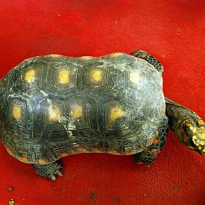 Geochelone carbonaria