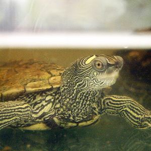 Graptemys pseudogeographica