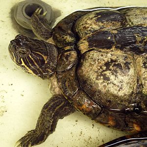 Pseudemys concinna spp.