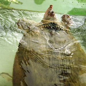 Trionyx cartilagineus