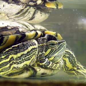 Trachemys scripta elegans