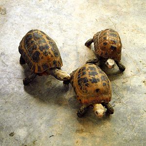 Indotestudo elongata