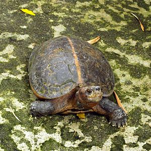 Heosemys grandis