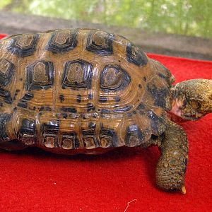 Indotestudo elongata