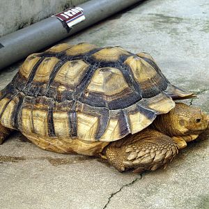 Geochelone sulcata