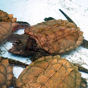 Macrochelys temminckii