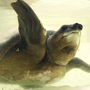 Carettochelys insculpta