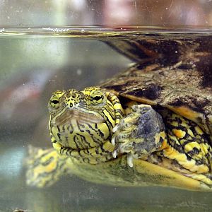 Chrysemys picta bellii