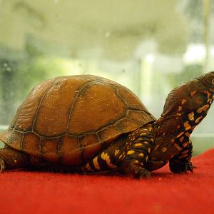 Terrapene carolina triunguis