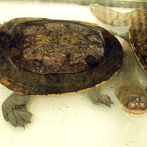 Hydromedusa tectifera