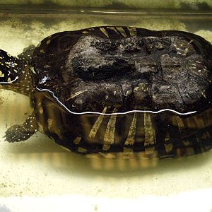 Geoclemys hamiltonii