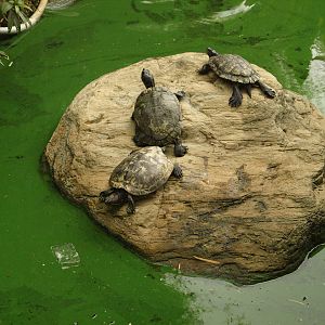 Pond in museum garden
