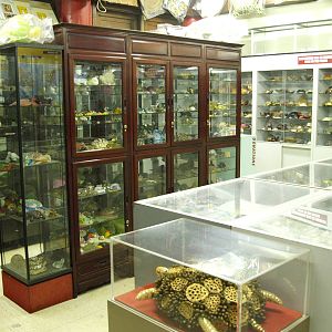 Turtle memorabilia (display only)