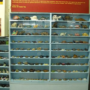 Turtle memorabilia (display only)