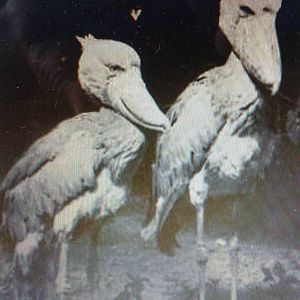 Shoebills