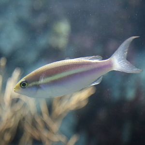 Small-toothed Whiptail
