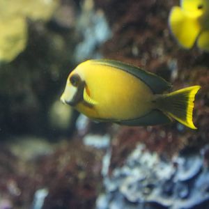 Mimic Surgeonfish
