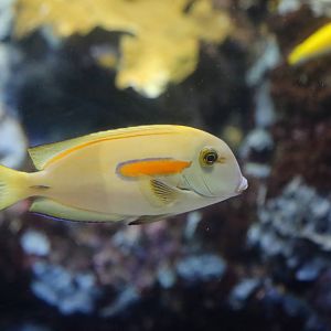 Orangeband Surgeonfish