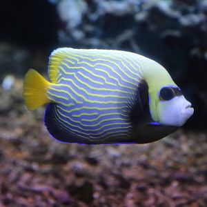 Emperor Angelfish