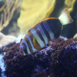 Harlequin Tuskfish