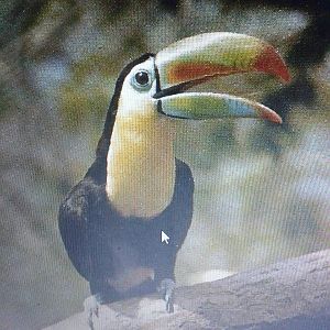 Keel-billed toucan