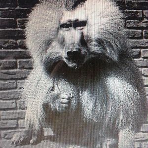 Hamadryas baboon